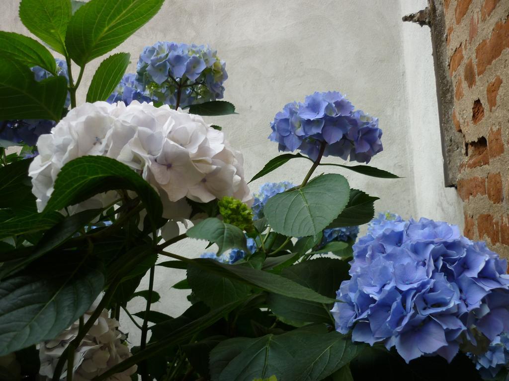 L'Adele Bed & Breakfast Occimiano Exterior photo